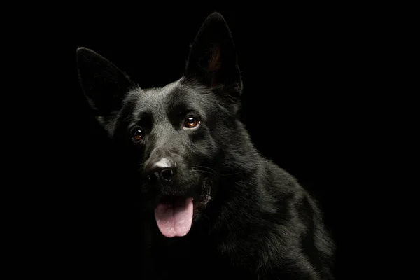Porträt Eines Lieblichen Schäferhundes Auf Dunklem Hintergrund Mit Hängender Zunge — Stockfoto