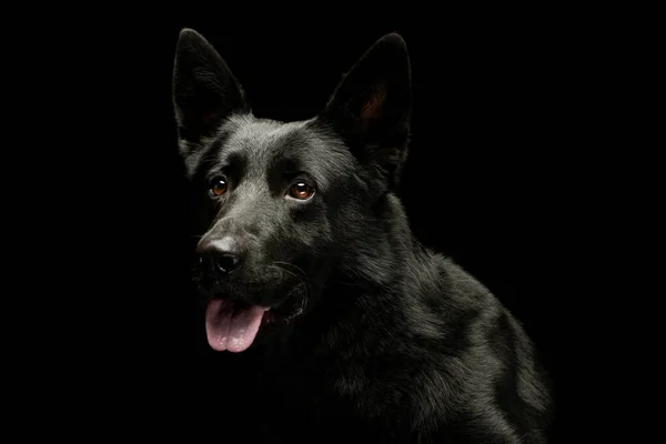 Koyu Arka Planda Asılı Dilli Sevimli Bir Çoban Köpeğinin Portresi — Stok fotoğraf
