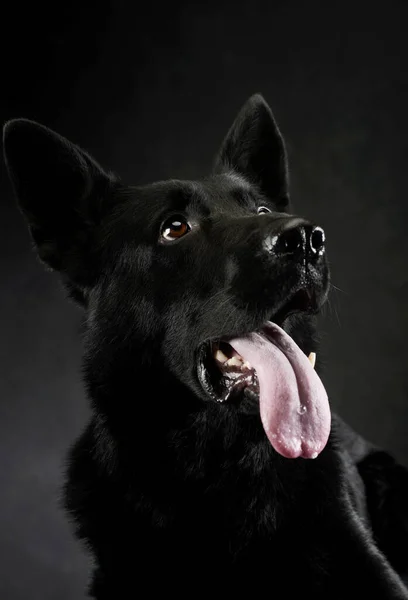 Портрет Милой Пастушьей Собаки Темном Фоне Повешенным Языком — стоковое фото