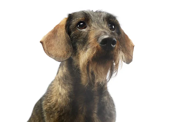 Portret Van Een Schattige Dachshund Die Nieuwsgierig Uitziet — Stockfoto