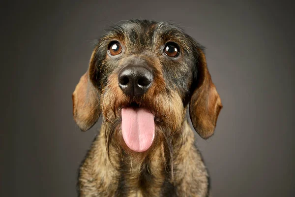 Portrait Adorable Dachshund Hanging Tongue — Foto de Stock