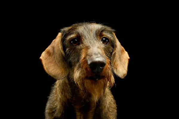 Portrait Adorable Dachshund Looking Curiously Out Picture — Φωτογραφία Αρχείου