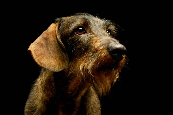 Portrait Adorable Dachshund Looking Curiously Out Picture — 스톡 사진