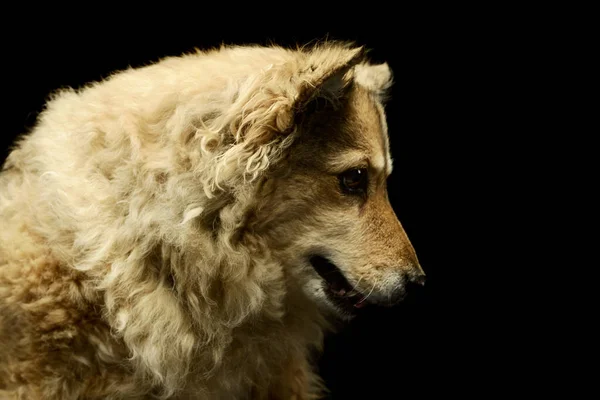 Πορτρέτο Ενός Αξιολάτρευτο Μικτή Φυλή Σκυλί Αναζητούν Περιέργως — Φωτογραφία Αρχείου