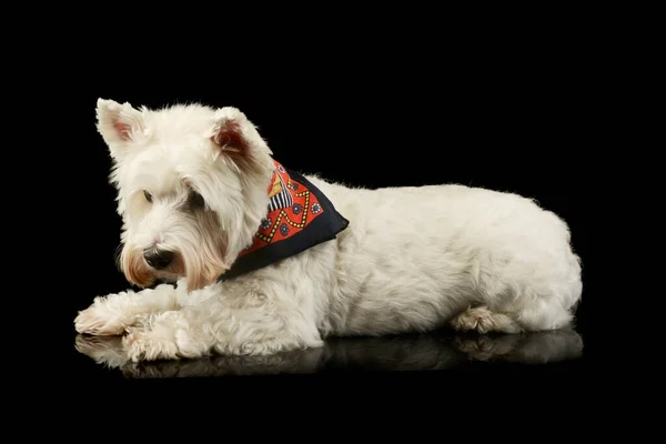 Studio Shot Lovely West Highland White Terrier Westie Lying Wearing — Stock Photo, Image
