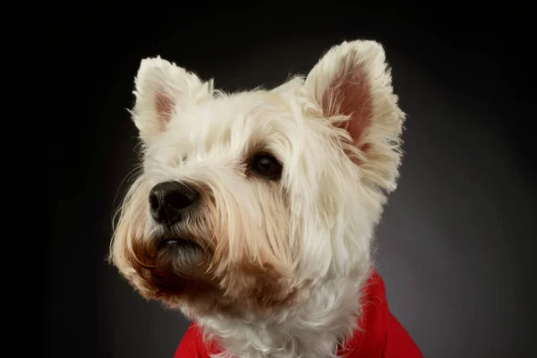 Portrait Lovely West Highland White Terrier Westie Red Shirt Looking — Stock Photo, Image