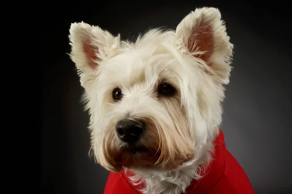 Portrait Lovely West Highland White Terrier Westie Red Shirt Looking — Zdjęcie stockowe