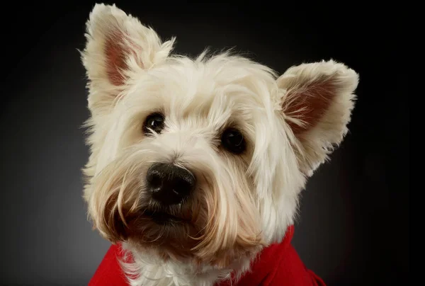 Portrait Lovely West Highland White Terrier Westie Red Shirt Looking — Zdjęcie stockowe