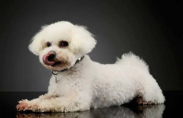 Studio Shot Adorable Bolognese Lying Licking His Lips — Φωτογραφία Αρχείου