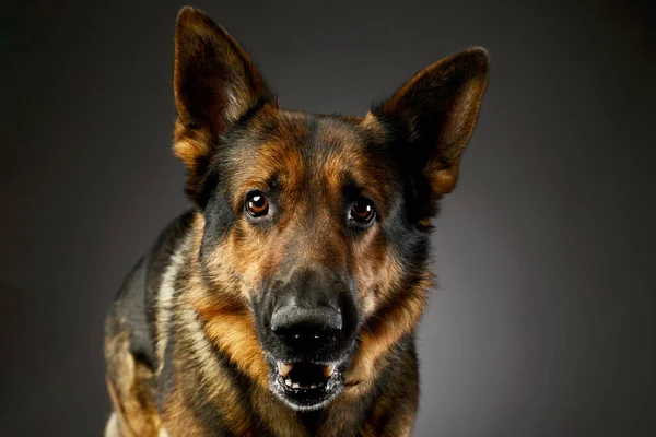 Porträtt Bedårande Tysk Herde Hund Tittar Märkligt Kameran — Stockfoto