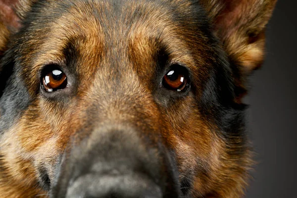 Πορτρέτο Ενός Αξιολάτρευτου Γερμανού Ποιμενικού Σκύλου Κοιτάζοντας Την Κάμερα — Φωτογραφία Αρχείου