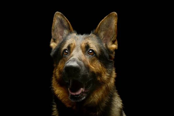 Portrait Adorable German Shepherd Dog Looking Satisfied — Stock Photo, Image