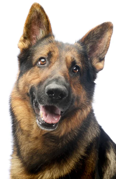 Portrét Rozkošného Německého Ovčáckého Psa Který Vypadá Spokojeně — Stock fotografie