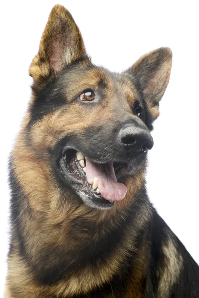 Portrait Adorable German Shepherd Dog Looking Satisfied — Stock fotografie