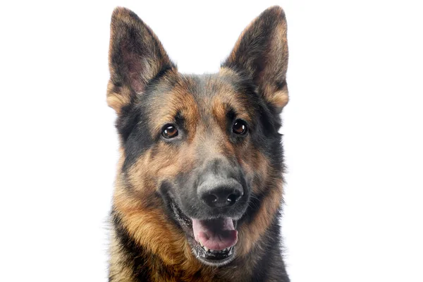 Portret Van Een Schattige Duitse Herder Hond Zoek Tevreden — Stockfoto