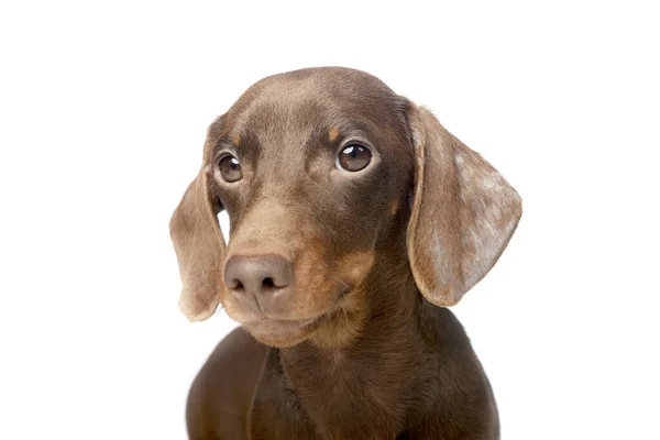 Portrait Adorable Dachshund Looking Curiously Camera — Stock Photo, Image