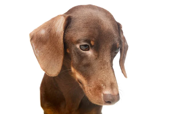 Portrait Adorable Dachshund Looking Curiously — Fotografia de Stock