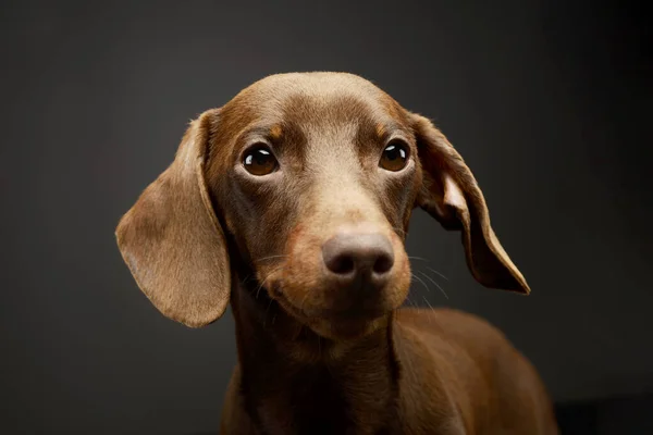 Portrait Adorable Dachshund Looking Curiously Camera — Φωτογραφία Αρχείου