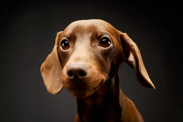 Portrait Adorable Dachshund Looking Curiously Camera — Stock fotografie