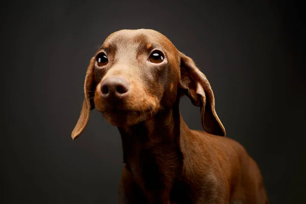 Retrato Adorable Dachshund Mirando Curiosamente —  Fotos de Stock