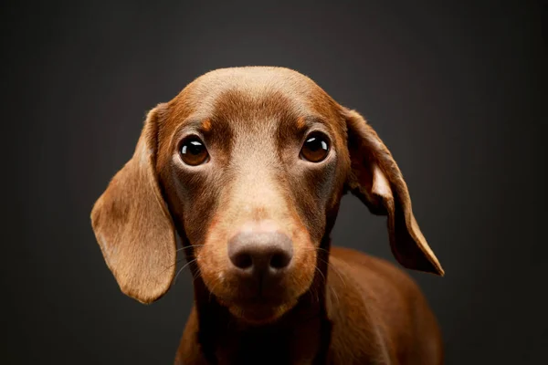 Portrait Adorable Dachshund Looking Curiously Camera — Stock fotografie