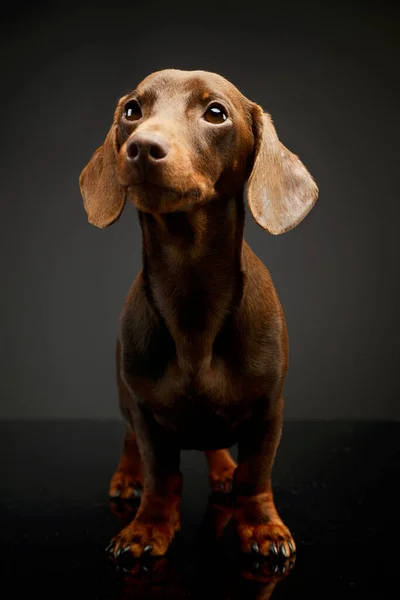 Studio Shot Adorable Dachshund Standing Looking Curiously — Φωτογραφία Αρχείου