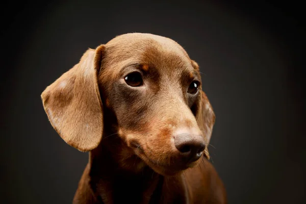 Portrait Adorable Dachshund Looking Curiously Dark Studio —  Fotos de Stock