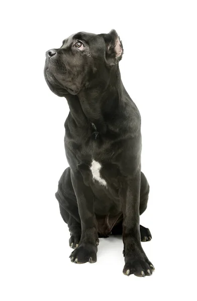 Studio Shot Lovely Cane Corso Puppy Looking Curiously — Stok fotoğraf