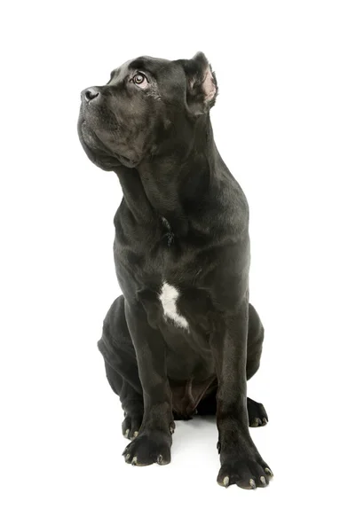 Estúdio Tiro Filhote Cachorro Bonito Cana Corso Olhando Para Cima — Fotografia de Stock