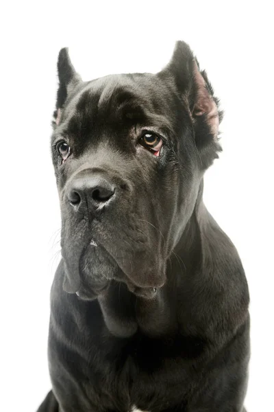 Portrait Lovely Cane Corso Puppy Looking Sad — Fotografia de Stock