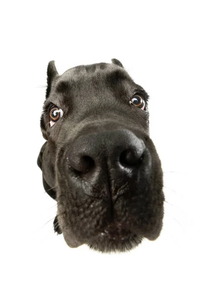 Studio Shot Lovely Cane Corso Puppy Sniffing Camera — стоковое фото