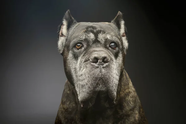 Portrait Lovely Cane Corso Looking Curiously Camera — Stock Fotó