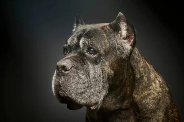 Portrait Lovely Cane Corso Looking Curiously Out Picture —  Fotos de Stock