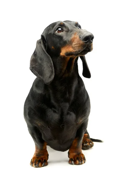 Studio Bild Bedårande Dachshund — Stockfoto