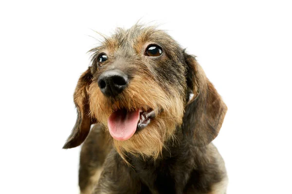 Portrait Adorable Dachshund Looking Camera Seems Satisfied — 스톡 사진