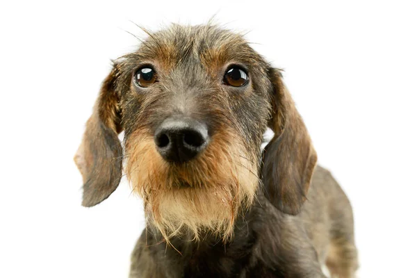 Portrait Adorable Dachshund Looking Curiously Camera — 스톡 사진