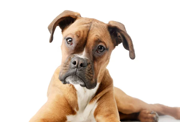 Portrait Adorable Boxer Puppy Lying Looking Curiously Camera — Stok fotoğraf