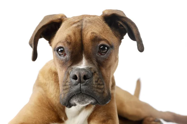 Portrait Adorable Boxer Puppy Lying Looking Curiously Camera — Fotografia de Stock