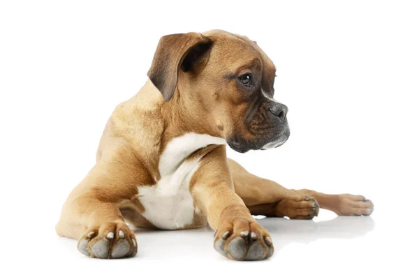 Studio Shot Adorable Boxer Puppy Lying Looking Curiously — Stok fotoğraf