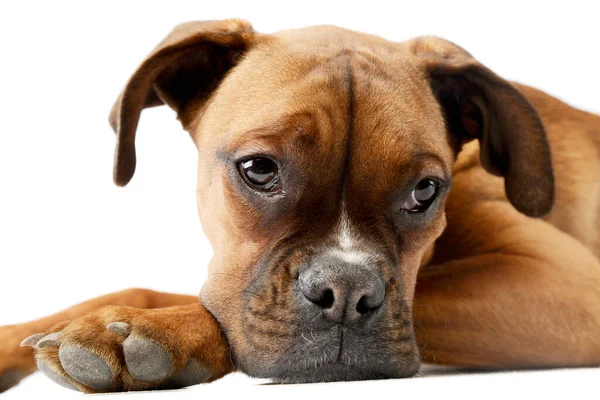 Portrait Adorable Boxer Puppy Lying Looking Tired — Stok fotoğraf