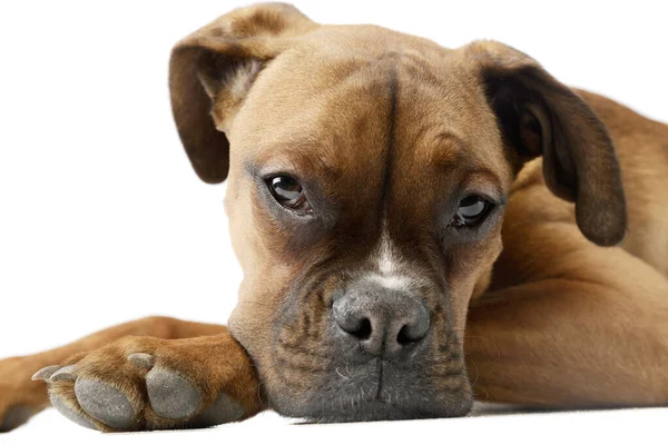 Portrait Adorable Boxer Puppy Lying Looking Tired — Stok fotoğraf