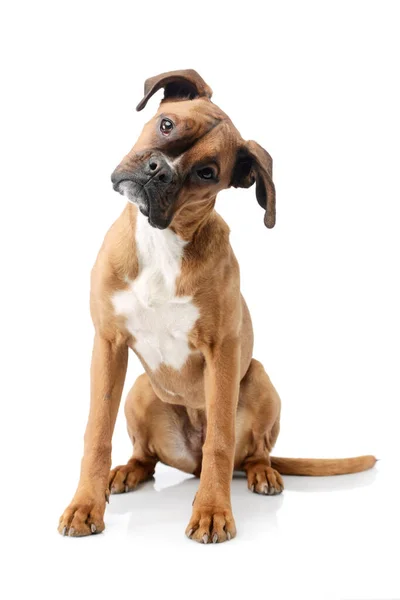 Studio Shot Adorable Boxer Puppy Sitting Twisting His Head — Stock Photo, Image