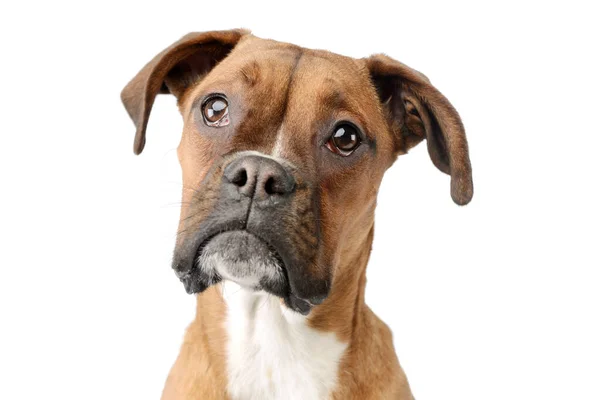 Portrait Adorable Boxer Puppy Looking Curiously Camera White Background — Stok fotoğraf