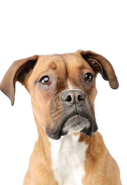 Portrait Adorable Boxer Puppy Looking Curiously White Background — Stok fotoğraf