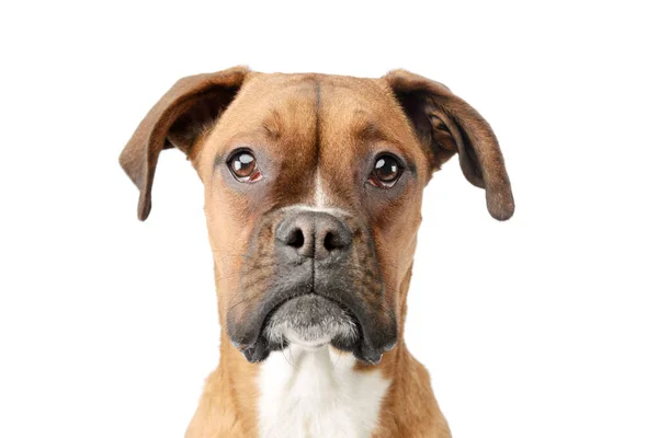 Portrait Adorable Boxer Puppy Looking Curiously Camera White Background — 图库照片