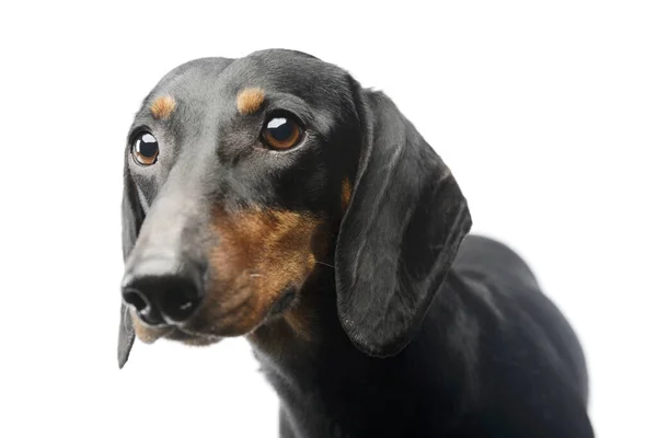 Portrait Lovely Dachshund Looking Curiously Camera — Stock fotografie