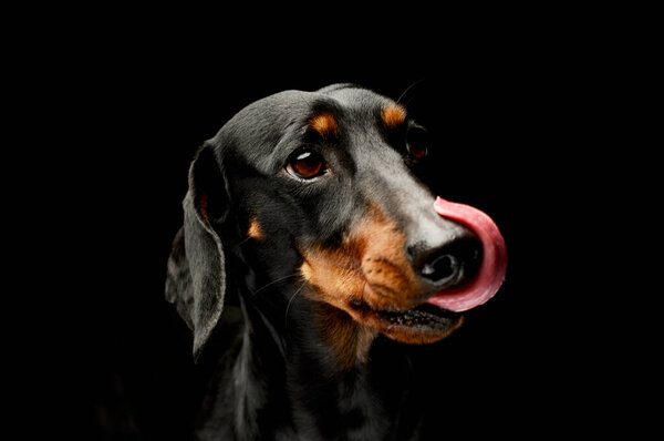 Portrait of a lovely Dachshund looking satisfied with hanging tongue