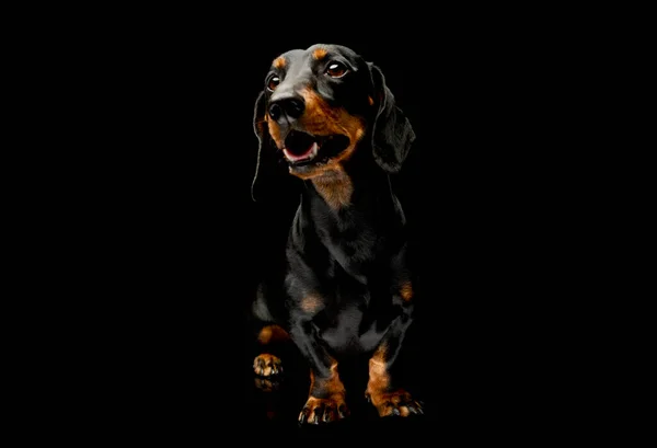 Studio Shot Adorable Dachshund Standing Looking Satisfied — Zdjęcie stockowe