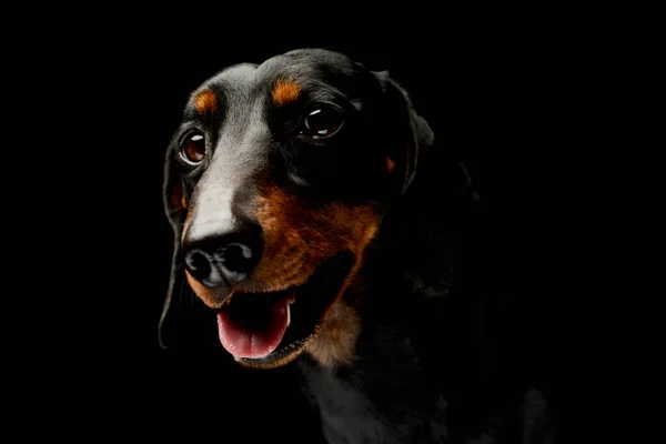 Portrait Lovely Dachshund Black Background Hanging Tongue — Fotografie, imagine de stoc