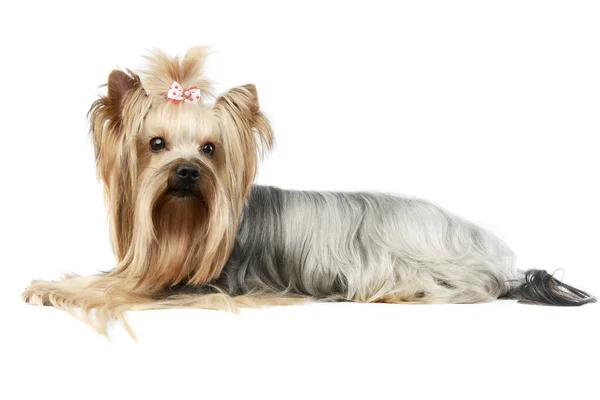 Studio Shot Adorable Yorkshire Terrier Yorkie Lying Looking Curiously Camera — Foto de Stock